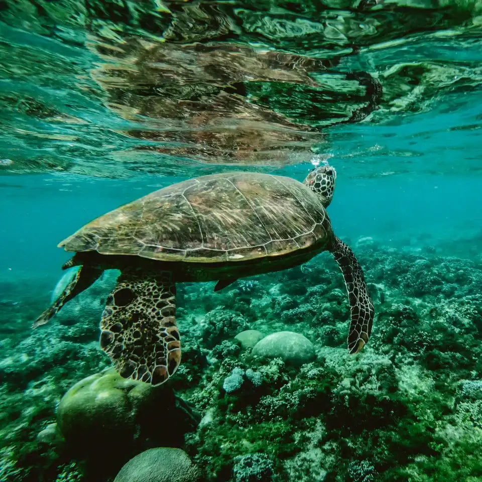 Swimming sea turtle.