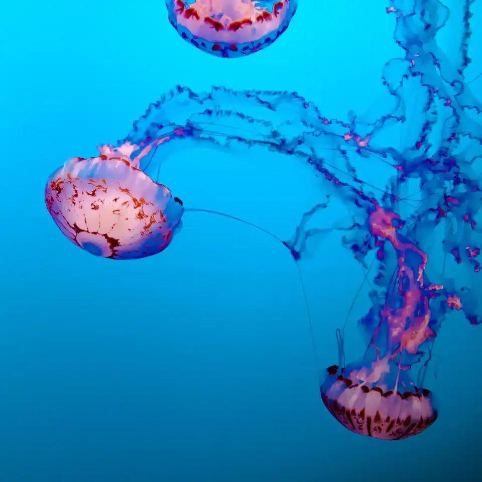 Translucent jellyfish with flowing tentacles.