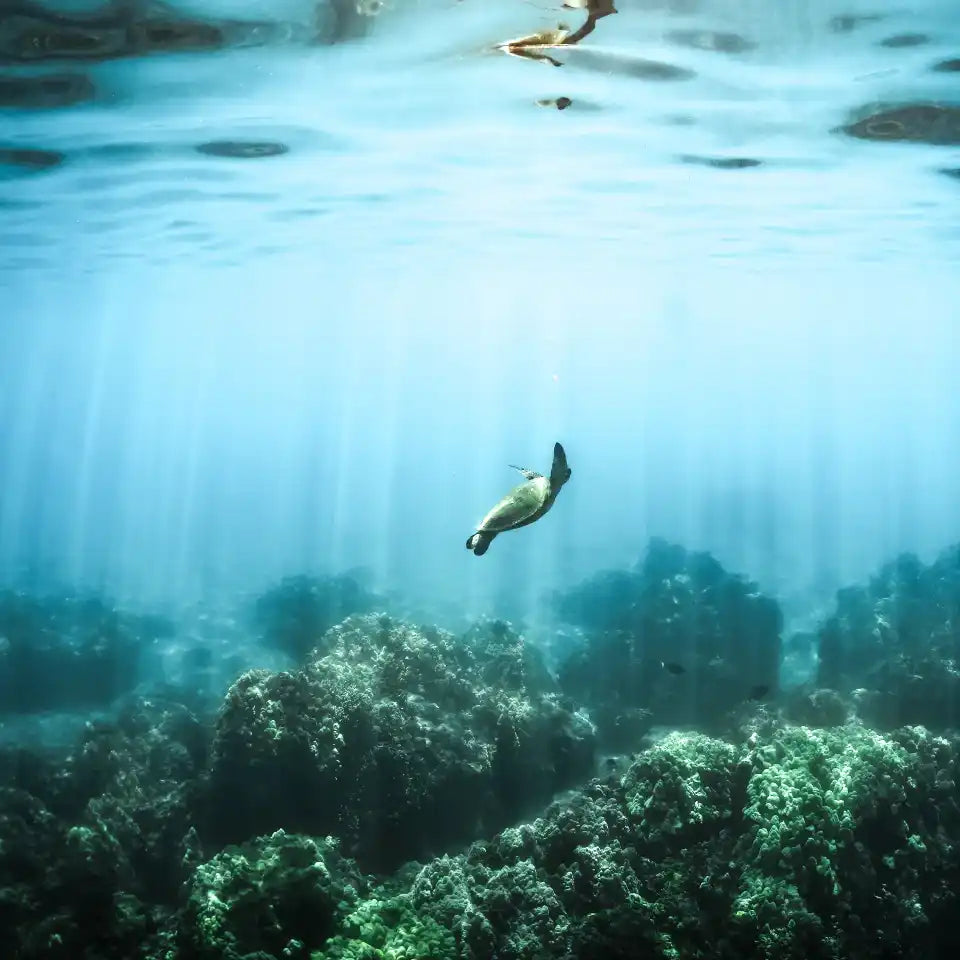 Underwater sea turtle.